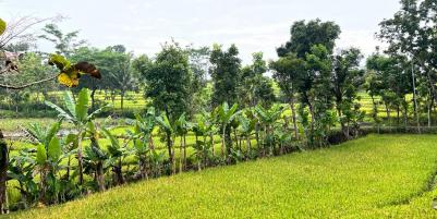 Tanah View Sawah Kawasan Wisata Karanganyar