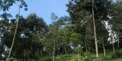 Dijual Kebun Durian 7800m2 Matesih Karanganyar