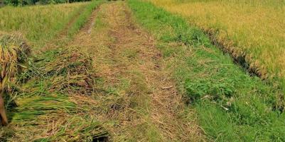 Dijual Sawah Produktif 1322m² Kerjo Karanganyar