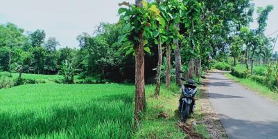 Dijual Tanah Sawah Subur Kerjo Karanganyar