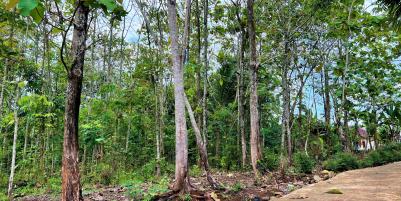 Tanah Kebun Jati Mojogedang Karanganyar