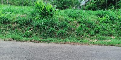 Dijual Tanah 3512m² View Hamparan Kebun Teh Kemuning