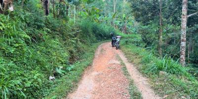 Kebun Durian 1300m2 Kemuning Ngargoyoso Karanganyar