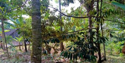 Kebun Durian 450m2 75 Juta Karanganyar