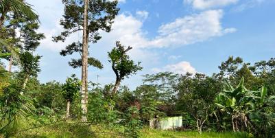 Kebun Durian Siap Berbuah Karanganyar