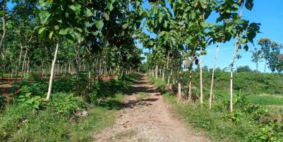 Tanah Sawah 60 Juta Kedawung Sragen