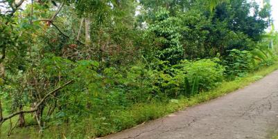 Dijual Tanah Kebun Durian 3600m² Mojogedang Karanganyar