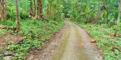 Tanah 1625m2  Dekat Sungai Sambirejo Sragen