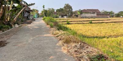 Jual Sawah 845m² 225 Juta Kedawung Sragen