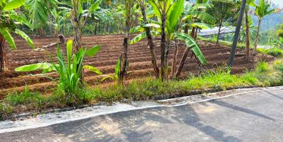 Tanah Hadap Kebun Teh & Jembatan Kaca Kemuning