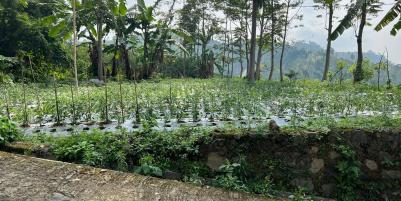 Tanah Datar Dekat Candi Cetho Karanganyar