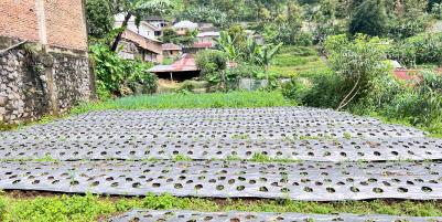 Tanah View Kebun Teh 200m² Dekat Candi Cetho Karanganyar 