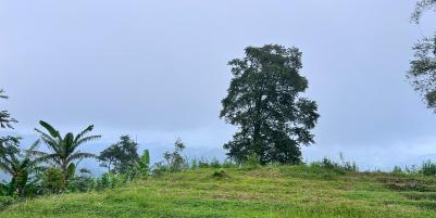 Tanah Datar View Kebun Teh Kemuning Karanganyar 