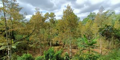 Tanah kebun Durian Siap Panen Karangpandan Karanganyar