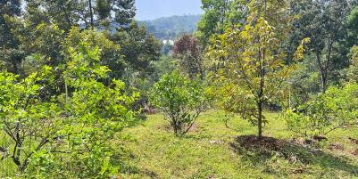 Kebun Buah 5190m² Kawasan Wisata Ngargoyoso