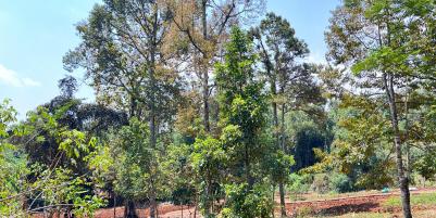  Kebun Durian 300 Juta Selatan Pasar Mojogedang Karanganyar 