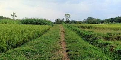 Sawah Produktif 1826m² 125Juta Kerjo Karanganyar