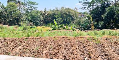 Tanah 800m Cocok untuk Kebun Buah Karangpandan