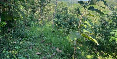Tanah 100 Juta Cocok Untuk Kebun Buah Sragen