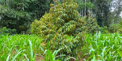 Kebun Durian Siap Berbuah 1018m2 Karanganyar