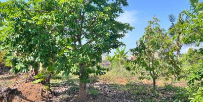 Tanah Kebun Buah 4131m² Kawasan Wisata Ngargoyoso