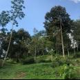 Dijual Kebun Durian 7800m2 Matesih Karanganyar