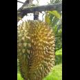 Kebun Durian Produktif 2,5 Hektar Karanganyar