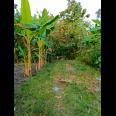 Dijual Tanah Kebun Jati 1071m² Sragen