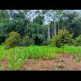 Kebun Durian Siap Berbuah 1018m2 Karanganyar