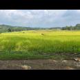 Tanah Istimewa View Hamparan Sawah Karanganyar 