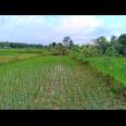 Jual Tanah Sawah 1500m² Parit Karangpelem Kedawung Sragen