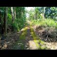 Tanah Cocok Untuk Kebun Durian Kerjo Karanganyar