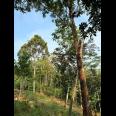 Dijual Kebun Durian 1700m² 170jt Mojogedang Karanganyar