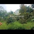 Kebun Durian Produktif Karangpandan Karanganyar