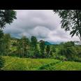 Tanah Dibangun Vila Kawasan Kebun Teh Kemuning Ngargoyoso Karanganyar