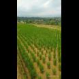 Sawah Produktif Di Banjaran