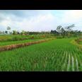 Jual Tanah Sawah 1500m² Parit Karangpelem Kedawung Sragen