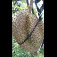 Kebun Durian Produktif 2,5 Hektar Karanganyar