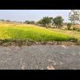 Jual Sawah 845m² 225 Juta Kedawung Sragen