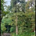 Jual Tanah Kebun Durian 1200m² Karangpandan Karanganyar