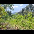 Kebun Buah 5190m² Kawasan Wisata Ngargoyoso