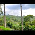 Tanah Hadap Kebun Teh & Jembatan Kaca Kemuning