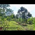 Kebun Durian 5190m² Kawasan Wisata Ngargoyoso Karanganyar