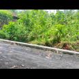 Tanah Kebun Jati 500m²  135Jt Kedawung, Sragen