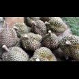 Kebun Durian Produktif 2,5 Hektar Karanganyar