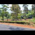  Kebun Buah 1550m 250 Juta Mojogedang Karanganyar