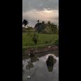 Di jual tanah sawah Kp.bayubud Ciwalen