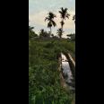 Di jual tanah sawah Kp.bayubud Ciwalen