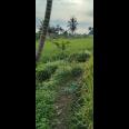 Di jual tanah sawah Kp.bayubud Ciwalen