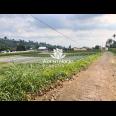 Tanah 2200m2 Dikelilingi Kebun Teh Kemuning